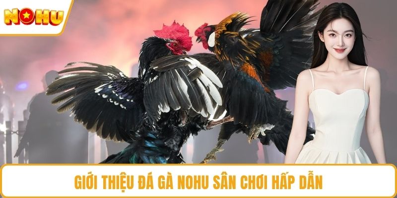 Giới thiệu đá gà NOHU sân chơi hấp dẫn