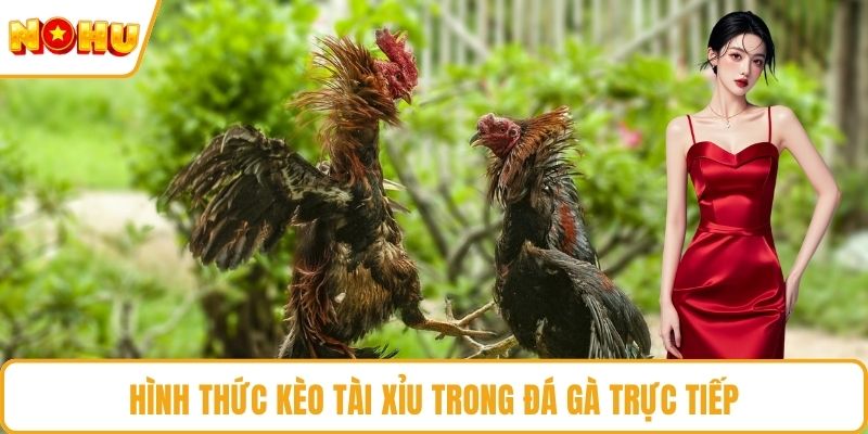 Hình thức kèo tài xỉu trong đá gà trực tiếp