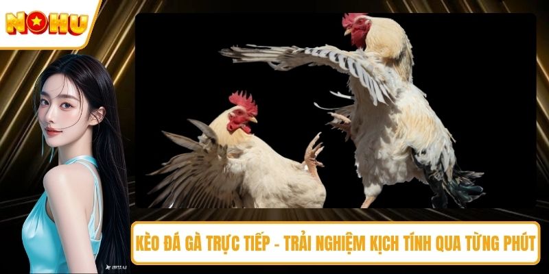 Kèo đá gà trực tiếp