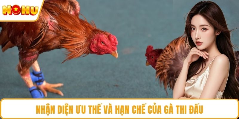 Nhận diện ưu thế và hạn chế của gà thi đấu
