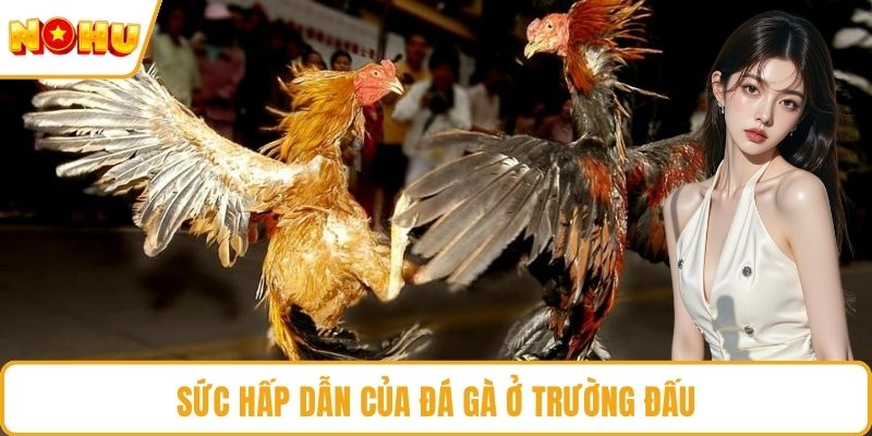 Sức hấp dẫn của đá gà ở trường đấu