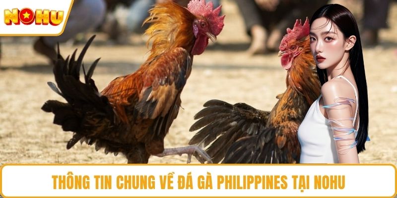 Thông tin chung về đá gà Philippines tại NOHU