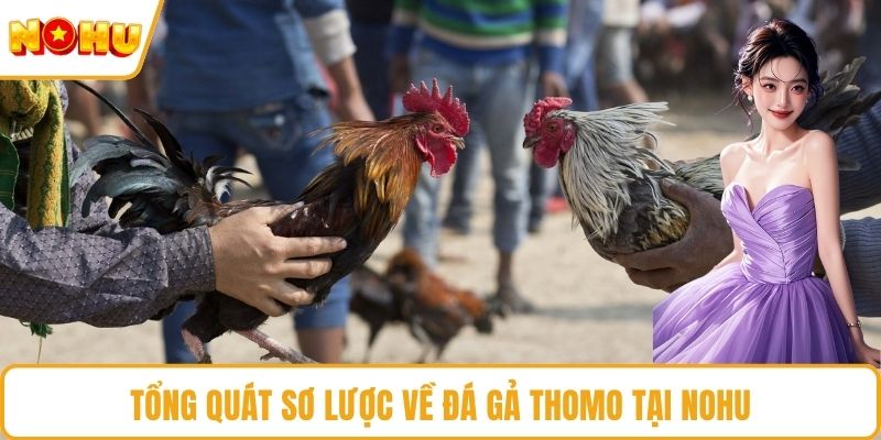 Tổng quát sơ lược về đá gả Thomo tại NOHU
